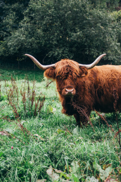 patiphotography:  Scottish Highland CattlePRINTS