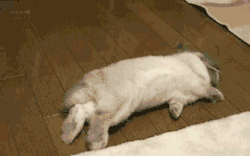 animal-factbook:  Rabbits are talented gymnasts and interpretive dancers. This rabbit is doing some floor work during a performance of a lengthy number involving many intricate stunts.