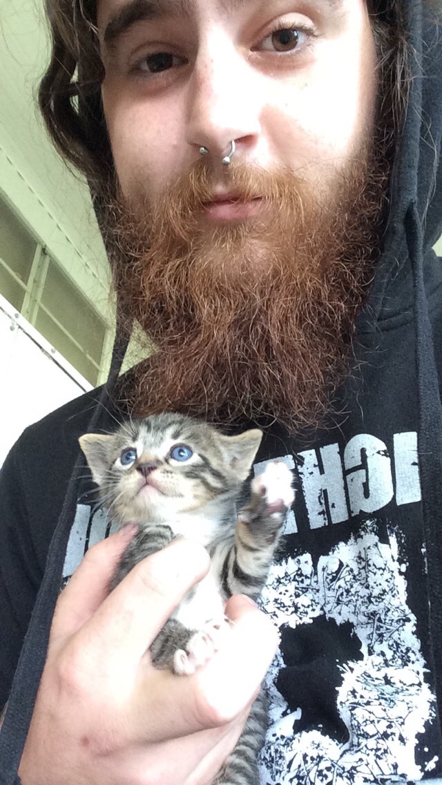 &ldquo;Got a grey kitty, white one, and a tabby too. And a big orange guy who