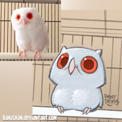 robertdejesus:  Owl reference.