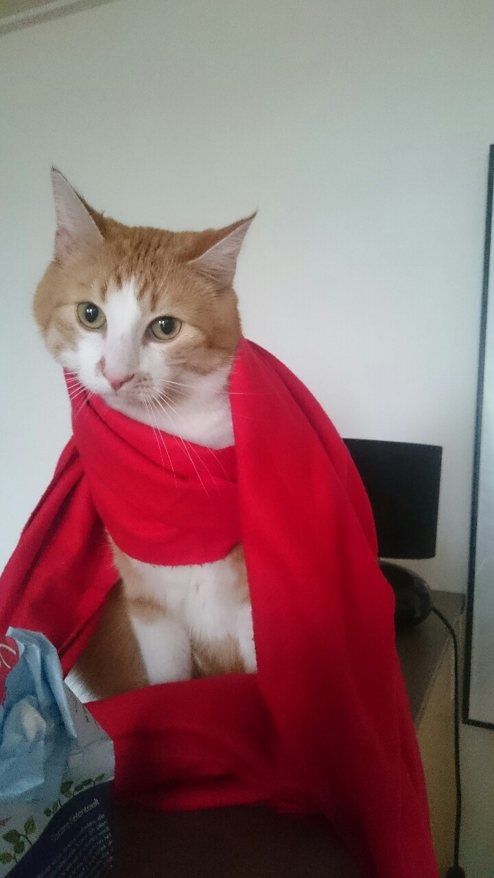 I have the best cat. #ocelotpride