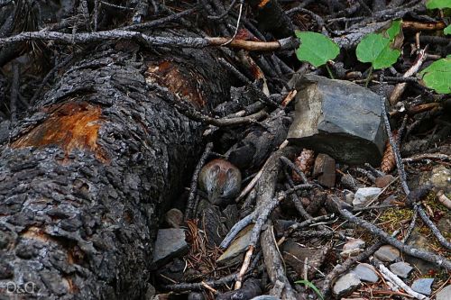 “Little Forest Mouse” Taken with Canon T6I Location: Banff, Alberta, Canada Taken: Summe