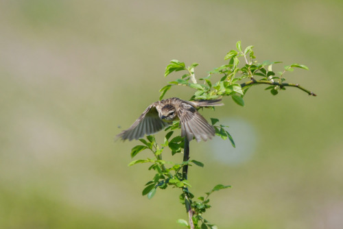 siberian stonechat