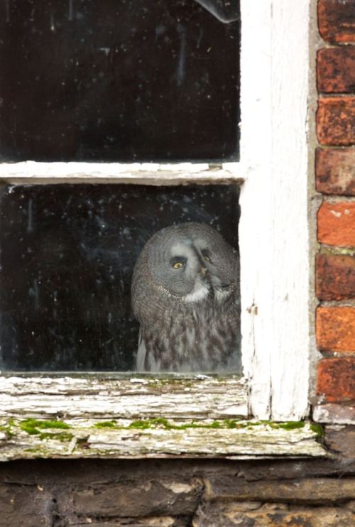 wondrousworld:Gandalf the Great Grey Owl gets scared of going outside and flying out in the open so 
