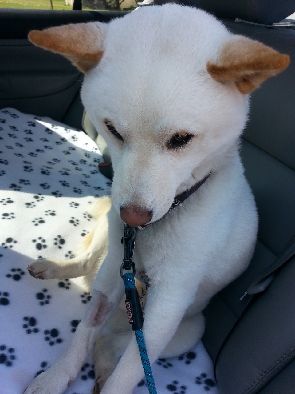 djfblog:   Help Juli Emlore! I took my dog to a local vet. He was sedated for the