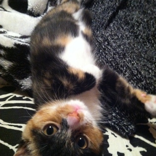 this is my new kitten Tiny Mcgee :D (submitted by selfinducedcoma)