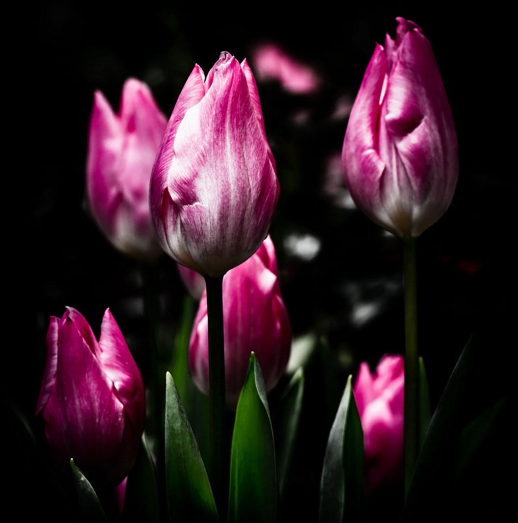wish7master:  …what while I muse…of love and pain…of love misspent…of love