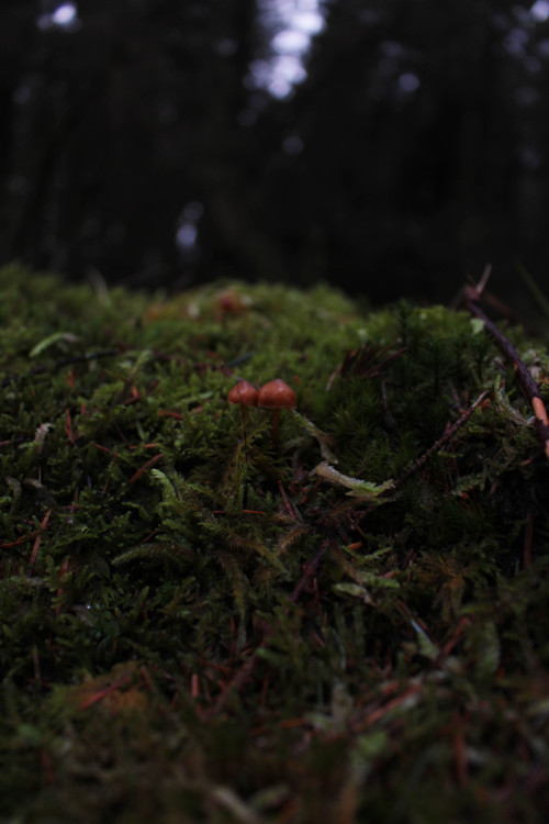 graymanphotography:forest mushroom in the moss