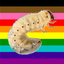 gaylarva avatar