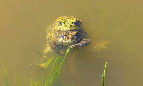 california toads’ embrace (Anaxyrus boreas halophilus)Alameda county CA March 2015 / FZ200 /