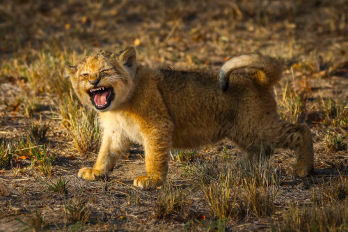 The Cutest Roar Ever! Three-month-old Lion Escapes From His Mother To Test Out His New Voice In South