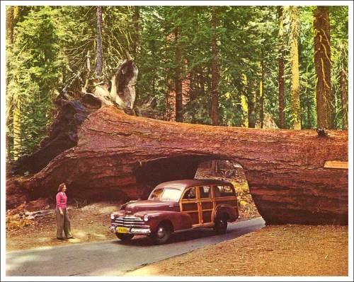 Giant Sequoia with the road to Crescent Meadow carved right through it. Photograph by Josef Muench 