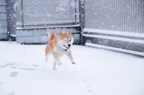 ﾀﾑﾃﾝ‏ @_chikuwa10犬は喜び庭かけまわる とはもうこのこと。 #柴犬 #80D #雪