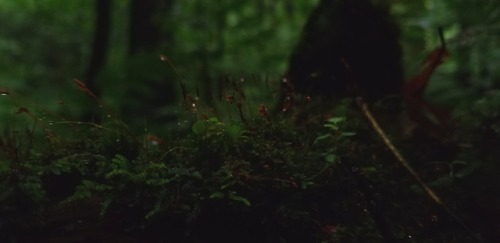 aetheric-aesthetic:~Appalachian Jungle~