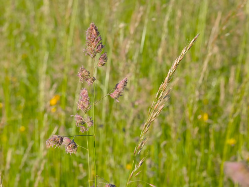 Flowering grass