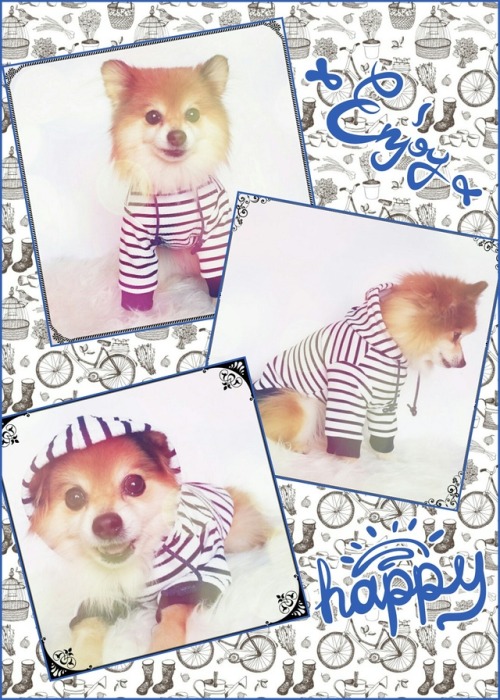 Hi Family Of Tumblr !! Good Anything To You !! About Pets .... What Do You Think About This Cute Hoodie