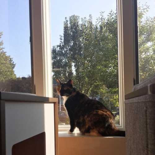 KitKat loves bird watching #kitkatcat