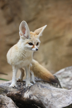 mystic-revelations:  Fennec Fox (by TenPinPhil) 