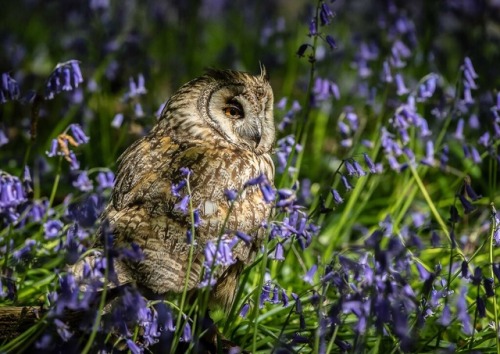 llovinghome:Long Eared Owl in Bluebells