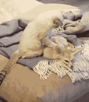 gifsboom:  Cat gives fennec fox relaxing massage. [video] 