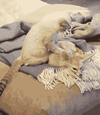 gifsboom:Cat gives fennec fox relaxing massage. [video]