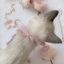 tinykatz