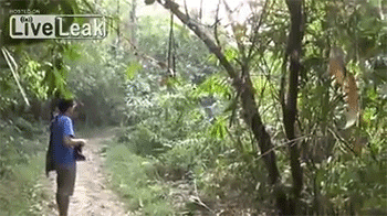 sizvideos:  Guy Stops Aggressive Elephant with Wave of his Hand - Video  &hellip;&hellip;&hellip;&hellip;&hellip;..