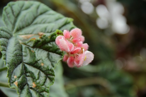 9.8.16 - Was really diggin these begonia colors/patterns/textures. Just look at those flowers!!