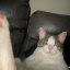 cateater204