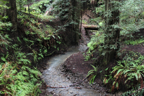 bright-witch: Redwood forests are full of beautiful freshwater creeks. Print Shop 50% of print shop 