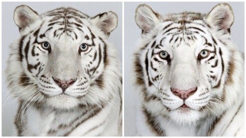 vmagazine:  Dr Bhagavan Antle of The Institute of Greatly Endangered and Rare Species (T.I.G.E.R.S), photographs 4 varieties of Bengal tigers 