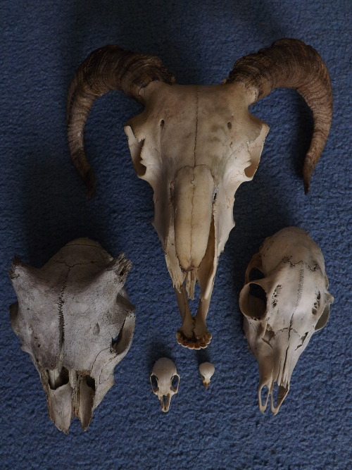 vulture-cat: A little skull comparison: sheep, roe deer, rabbit and sparrow.