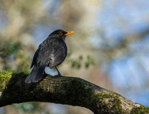 Common Blackbird (Turdus merula) >>by Jean Joachim