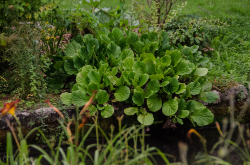 Bergenia Cordifolia / Elephant&rsquo;s ears Bergenia Gardens of Vascoeuil, Eure, France 2019by J