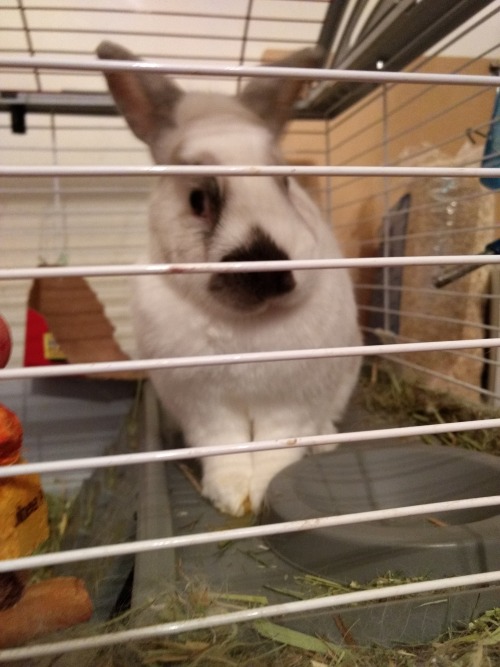 A New Fruit!