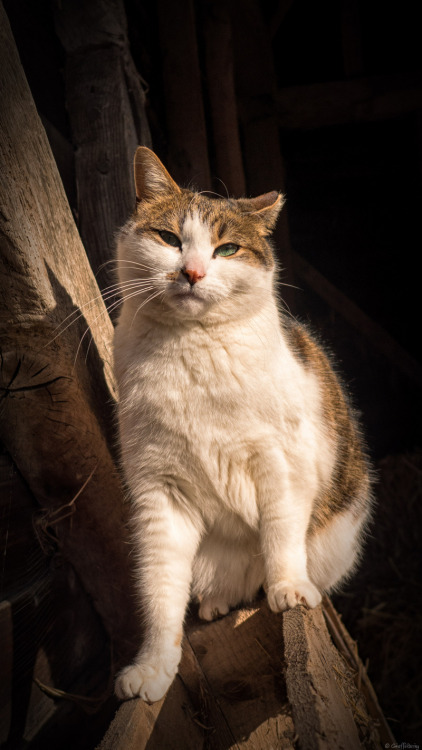 Georgie - Resident Cat - Weald and Downland Open Air Museum, Singelton, Sussex, England (via Under s