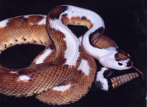 ainawgsd:piebald reptiles part 2, snakes Piebaldism (pi-bald-iz-m) is a genetic condition which re