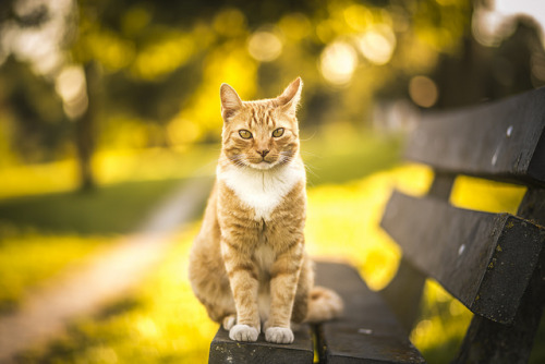 catycat21:Golden by Felicity Berkleef Photography on Flickr.