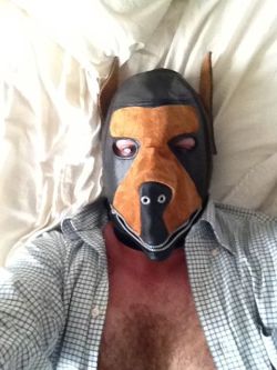 Gpup Alpha in his leather dog hood from Mr