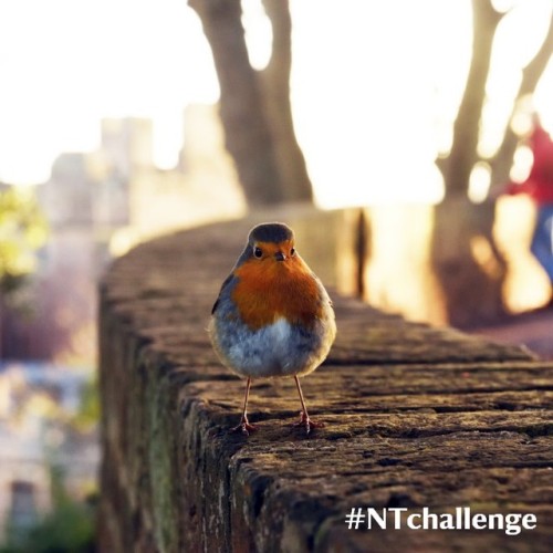 It’s #NTchallenge time and we’re asking you to share your photos of *friendly faces*. Wh