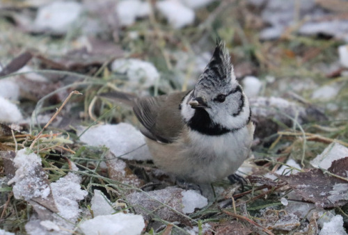 European crested tit/tofsmes (Lophophanes cristatus).