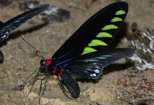 onenicebugperday: Rajah Brooke’s Birdwing ButterfliesTrogonoptera brookiana albescensSpotted i