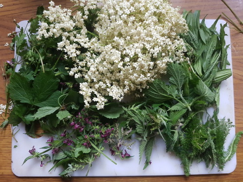 purebushcraft:Mixture of 9 different herbs as a remedy for hay fever. I have a friend that suffers t