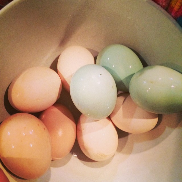 Gayle started laying! I discovered her hidden best today. #easteregger #ee #chickensofinstagram #bantam #eggs