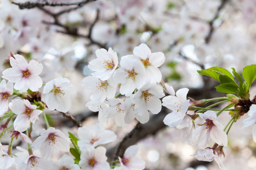 満開の桜 by GENuine1986 on Flickr.