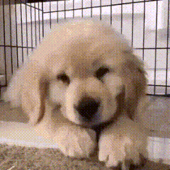 Golden Retriever Petre Stimboard ☆