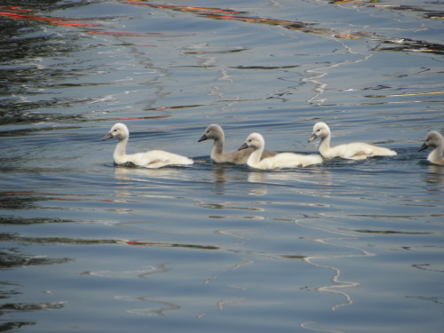 Mute swan cygnets at ~ 10 days old. Ashbridge’s Bay Park
