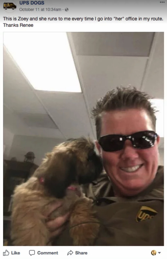 buzzfeed:  UPS DOGS is quite possibly the best group on Facebook.
