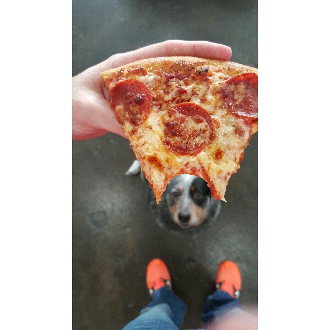 Some see a slice of pizza. Some see a begging dog. I see a dog wearing a pizza hat.