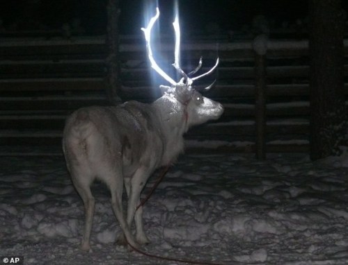 sixpenceee: Finnish reindeer herders have found a new way of keeping their livestock from being hit 